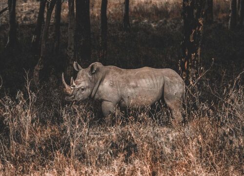 11Days 10Nights: Samburu-Aberdare-Amboseli-Naivasha-Nakuru-Mara (Luxury2)