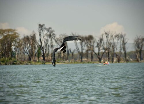 11Days 10Nights: Amboseli-Naivasha-Nakuru-Mara-Tsavo West-Tsavo East (Luxury)