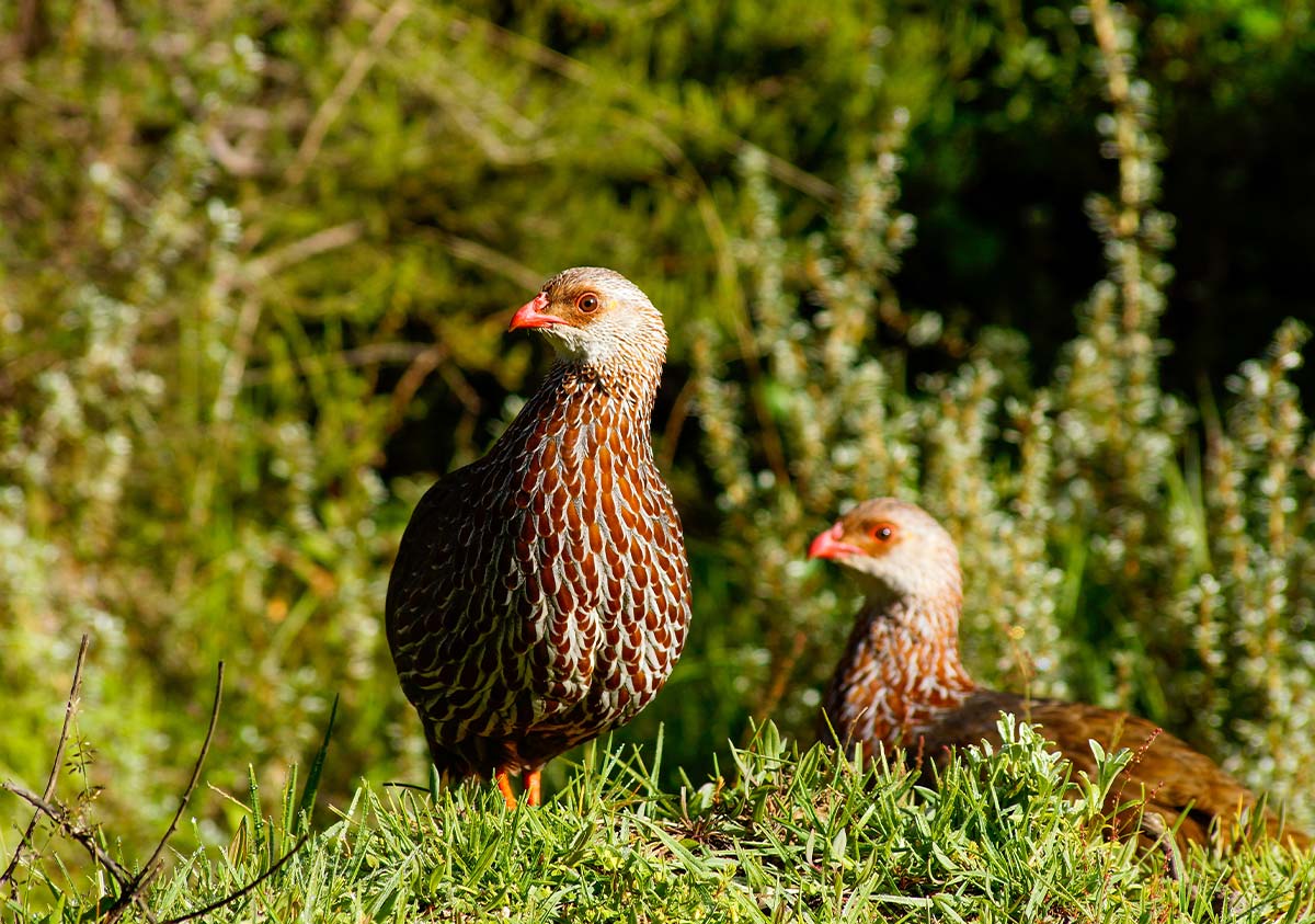 11Days 10Nights: Samburu-Aberdare-Amboseli-Naivasha-Nakuru-Mara (Luxury)
